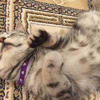 ねこだまし 会員画像