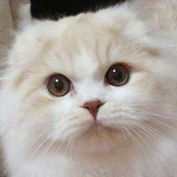 ニャンコ村 村長 会員画像