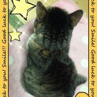 猫bal 会員画像