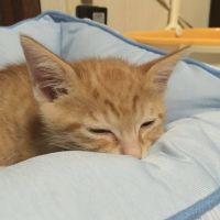 きなこ717 会員画像