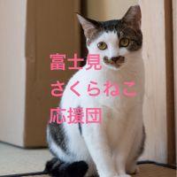 サクラネコ 会員画像
