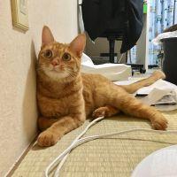てんどん 会員画像