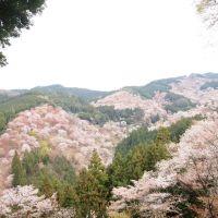 まるこ。 会員画像