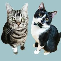 鈴猫ビビ 会員画像