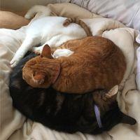 ラトラダンパ 会員画像