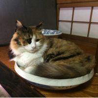おのざわねこまる 会員画像