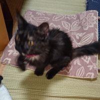 じゅんc 会員画像