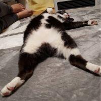 もかこさん