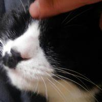 めめこん 会員画像