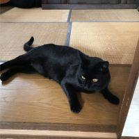 かっぴーぱんち 会員画像