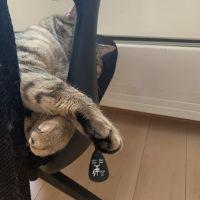 ハネウマ 会員画像