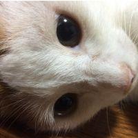 キュウソネコカミコ 会員画像