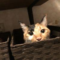 きちょたん 会員画像
