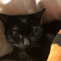 ジジあつこ 会員画像