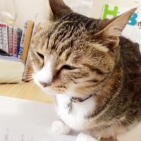 しゃもと 会員画像