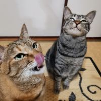 しまねこヨンさん