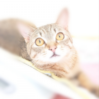 Cat's Restart 会員画像