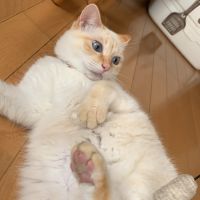 セナスタ 会員画像