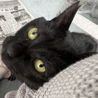 黒猫使い 会員画像