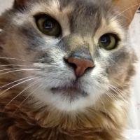 猫ままさん