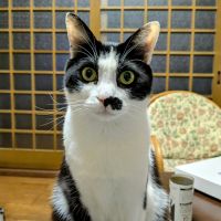 かさたにさん