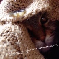 こはく@ママ 会員画像