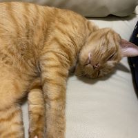 ゆっちゅ 会員画像