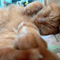 えるえーる 会員画像