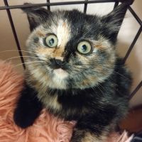 クロタビヒナさん