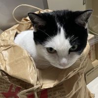 マシューねこさん