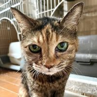 sioからさん