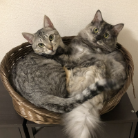 ねこのまねさん