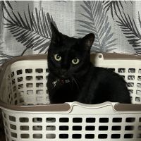 もふさんどさん