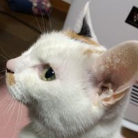 ろみあさん