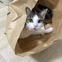 ハートのココちゃんさん