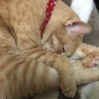 三毛林 会員画像