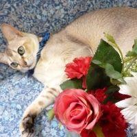 リリィー 会員画像