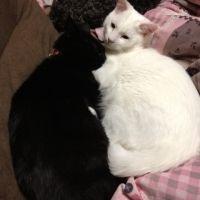 ジルにゃんこ 会員画像