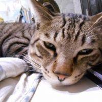 ちゃおみみさん