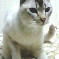 フウタの飼い主 会員画像