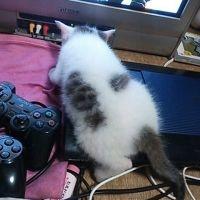 大てつ 会員画像