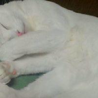 まりー。 会員画像
