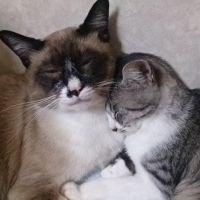 あや猫 会員画像
