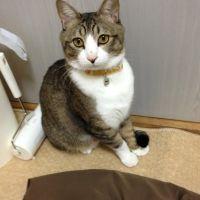 あんこのかーちゃん 会員画像