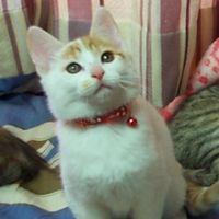 neneko2014さん