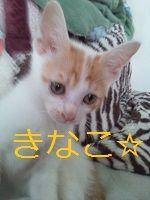 りえねこ 会員画像