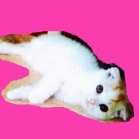 会員画像