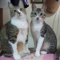 ねこよん 会員画像
