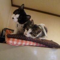 モコモカ 会員画像