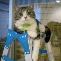 ごっちんさん